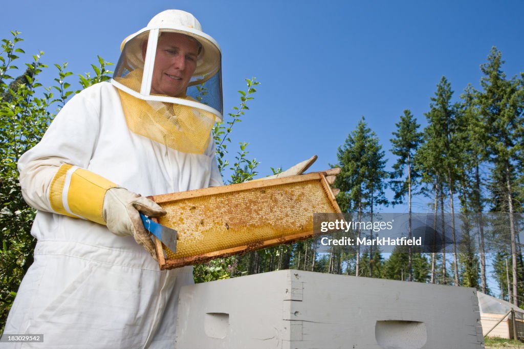 Beekeeper Taking Out HoneyComb To Harvest Honey