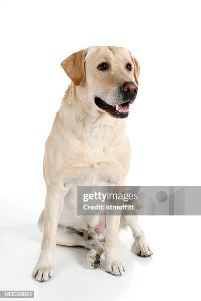 buona ragazzo - labrador giallo foto e immagini stock