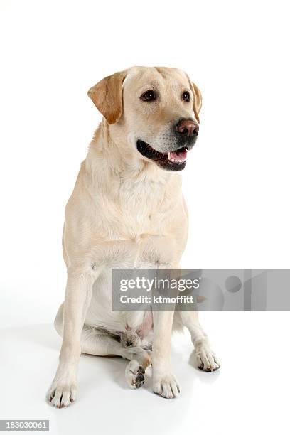 buona ragazzo - labrador retriever foto e immagini stock