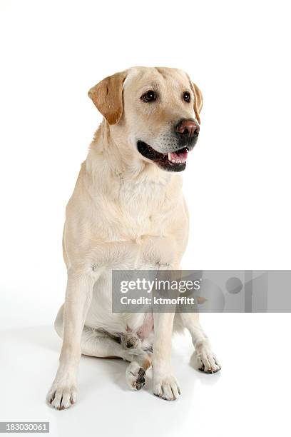 good boy - gul labrador retriever bildbanksfoton och bilder