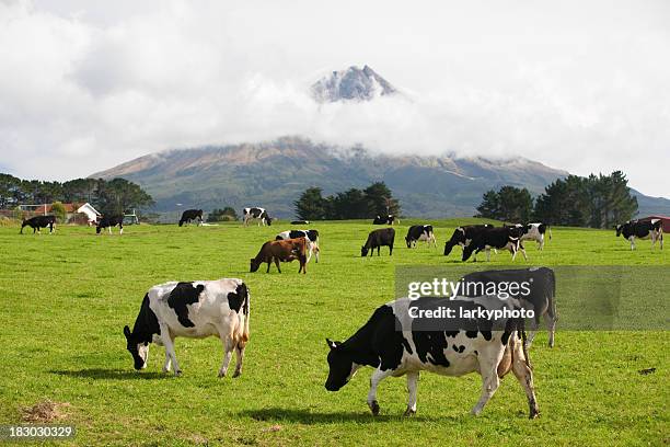 volcano taranaki overview - new zealand cow stock pictures, royalty-free photos & images