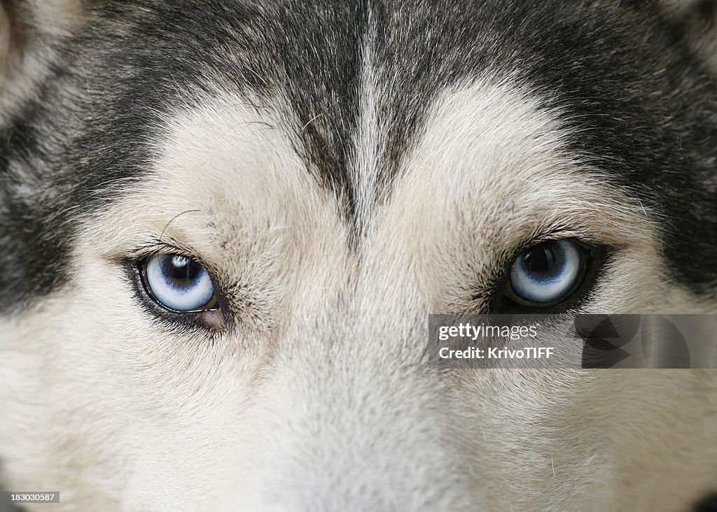 Husky eyes