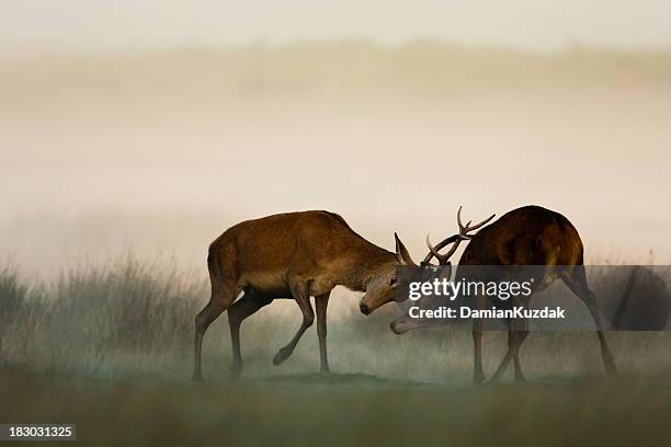 two red deer fighting in the fog - red deer animal stock pictures, royalty-free photos & images