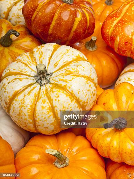 vários pumkins plano aproximado - abóbora menina cucúrbita imagens e fotografias de stock