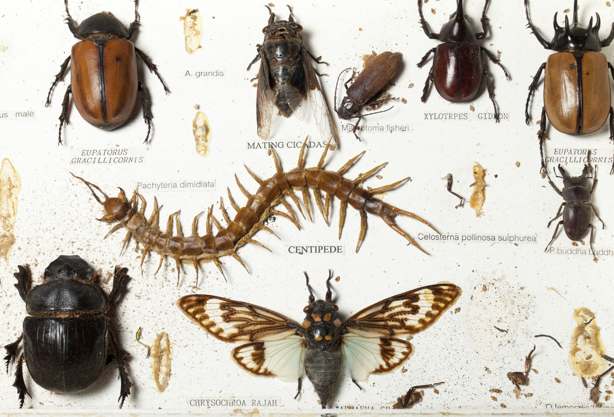 types of cockroaches