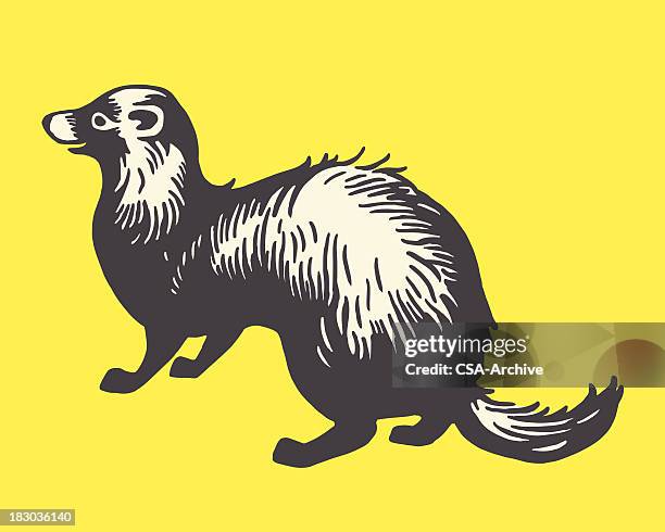 weasel - weasel stock illustrations