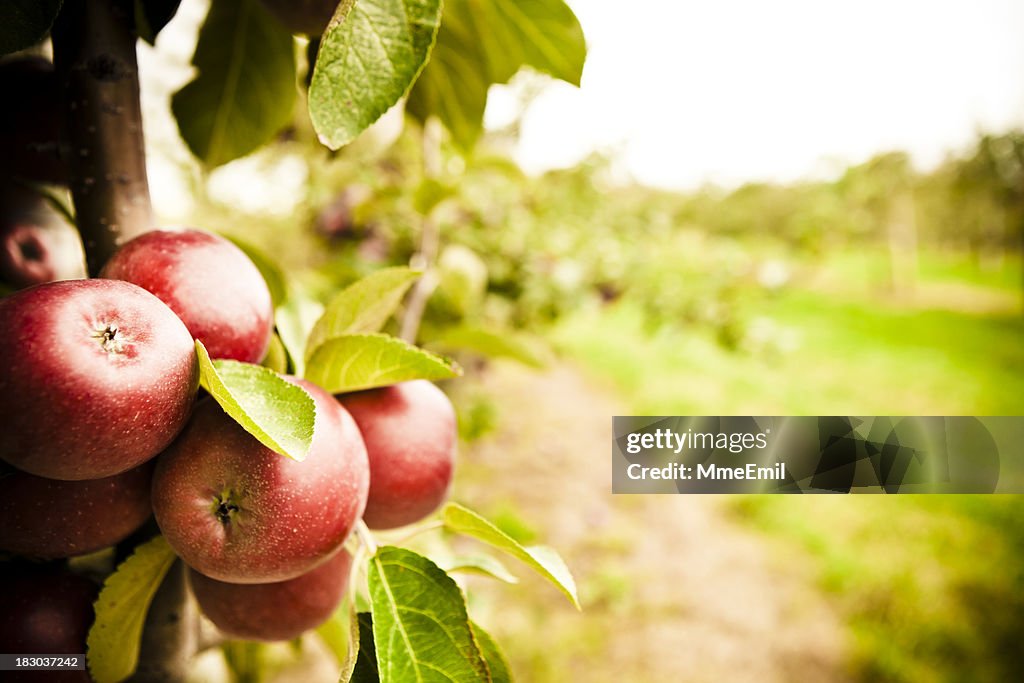 Der Obstgarten