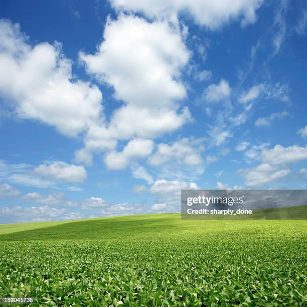 xxxl amplia de soja campo - nebraska indiana fotografías e imágenes de stock