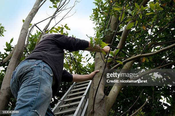 man pruning tree - tree pruning stock pictures, royalty-free photos & images