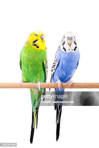 verde y azul budgie - parakeet fotografías e imágenes de stock