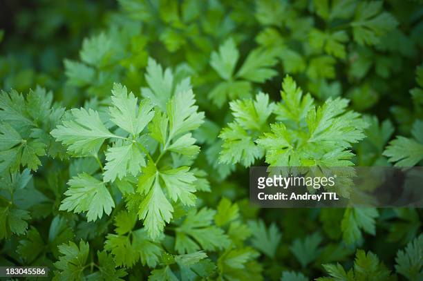 italienische petersilie - parsley stock-fotos und bilder
