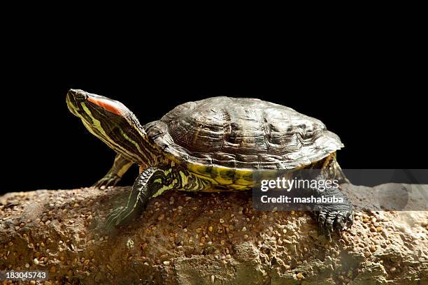 turtle. - turtle shell top view stock pictures, royalty-free photos & images