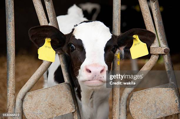 calf cow in stable looking at camera - livestock tag stock pictures, royalty-free photos & images