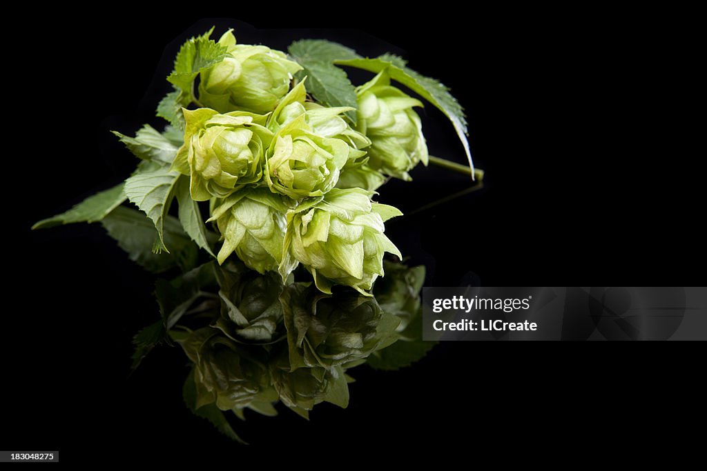 Fresh Hops for Brewing Beer