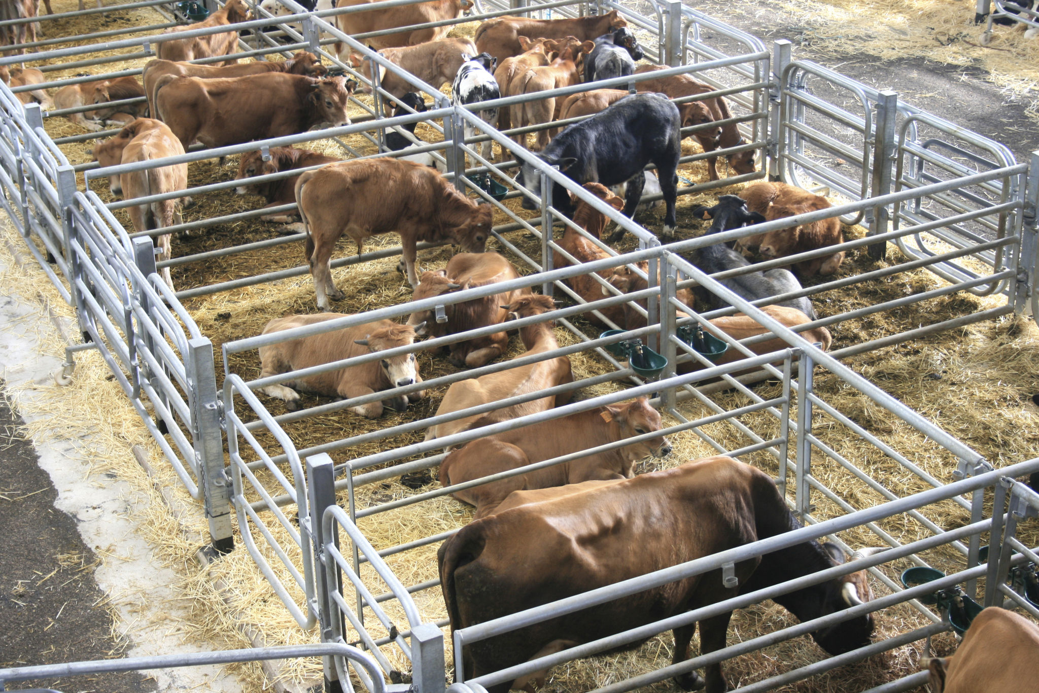 cattle market cattle market