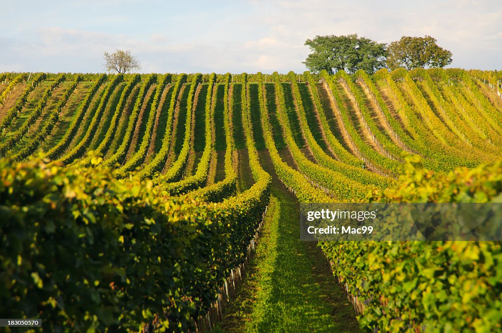 Vineyard