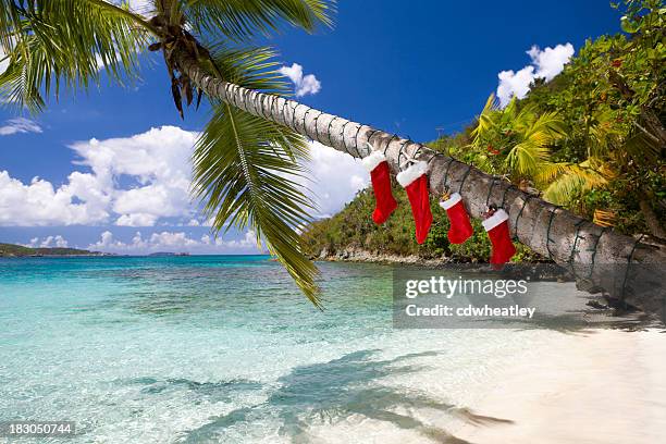 christmas decorations on a palm tree at the caribbean beach - karibien bildbanksfoton och bilder