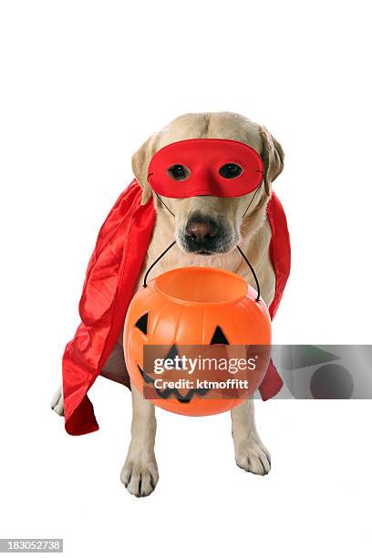 trick or treat - halloween dog stock pictures, royalty-free photos & images