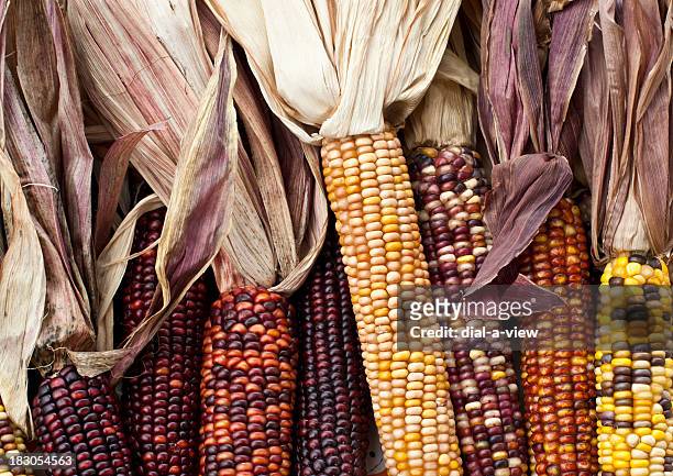 colorful indian corn - suikermais stockfoto's en -beelden