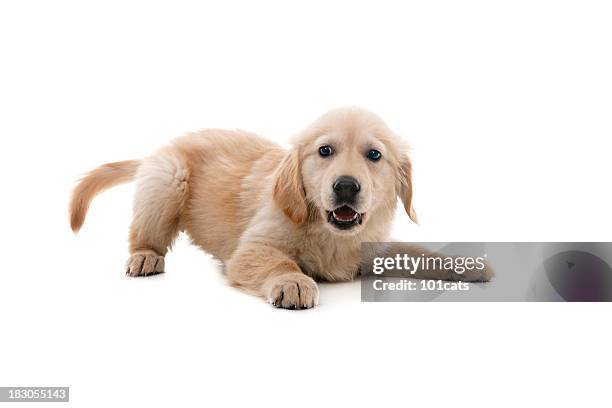 impish dog - puppy stock pictures, royalty-free photos & images