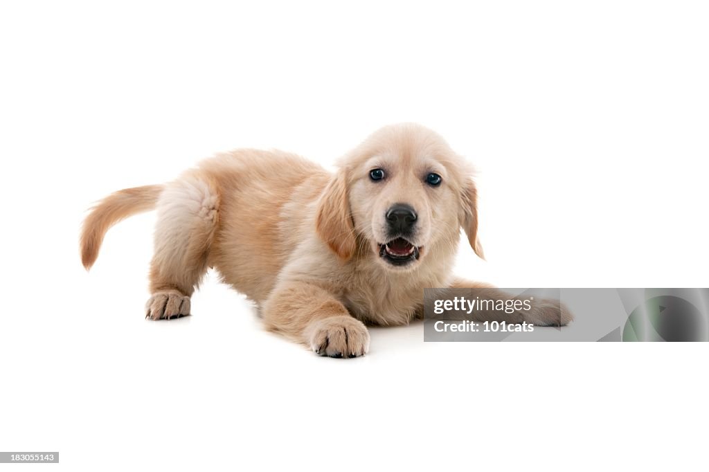 Cão impish