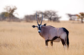 Oryx antelope, Etosha National Park, Namibia
