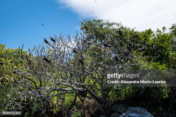 frigate birds perched on trees (fregata magnificens) or man o' war and flying over the ocean against a blue cloudy sky, from the family of seabirds fregatidae - salvadorianische kultur stock-fotos und bilder