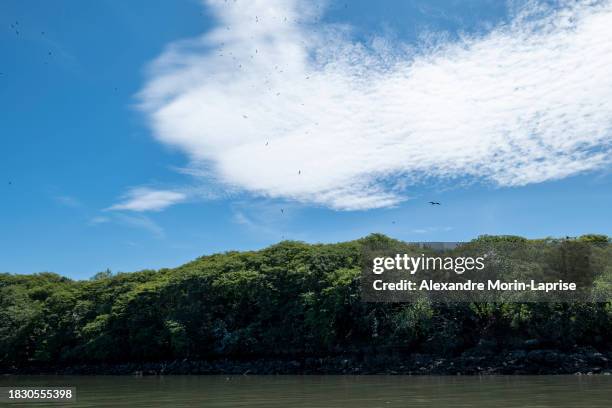 magnificent frigate birds (fregata magnificens) or man o' war flying over the forest by the ocean against a blue cloudy sky, from the family of seabirds fregatidae - salvadorianische kultur stock-fotos und bilder