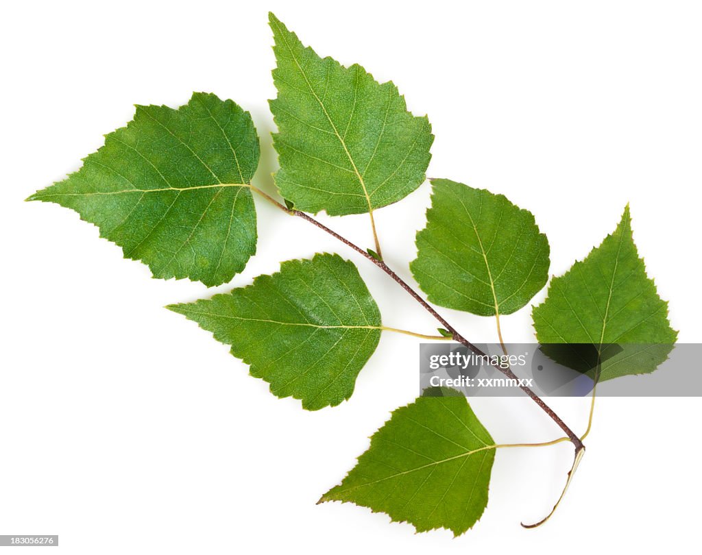 Birch leafs