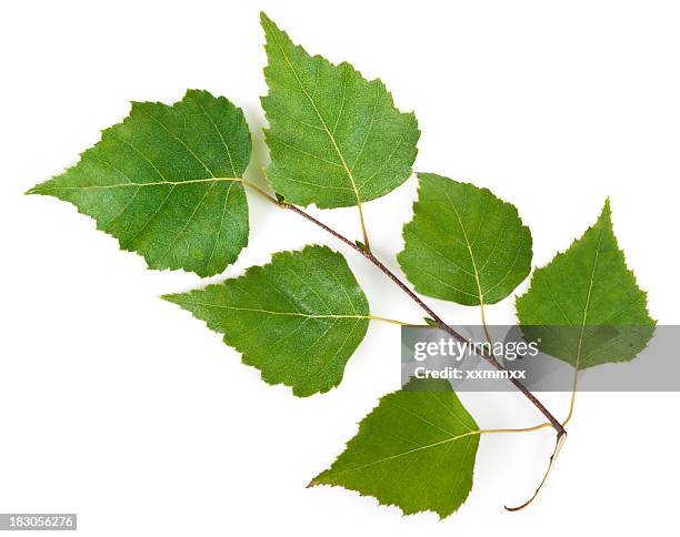 birch leafs - birke stock-fotos und bilder