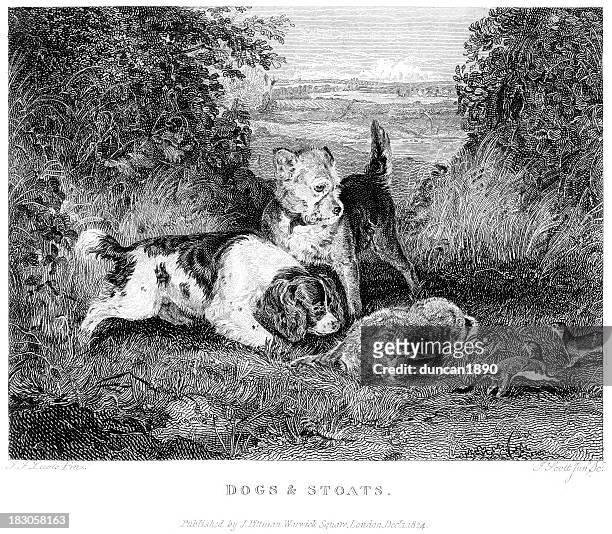 dogs and stoats - hunt dog painting stock illustrations