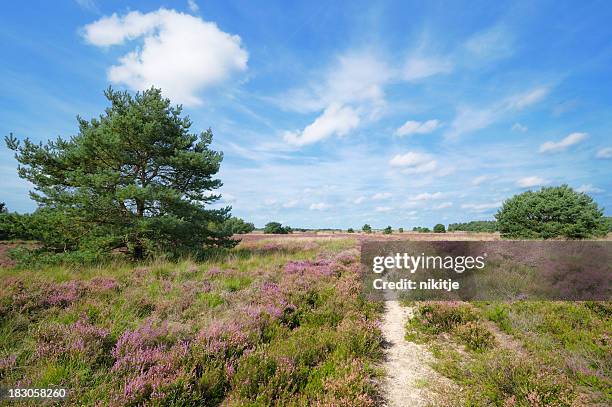 path in heather field - erica flower stock pictures, royalty-free photos & images