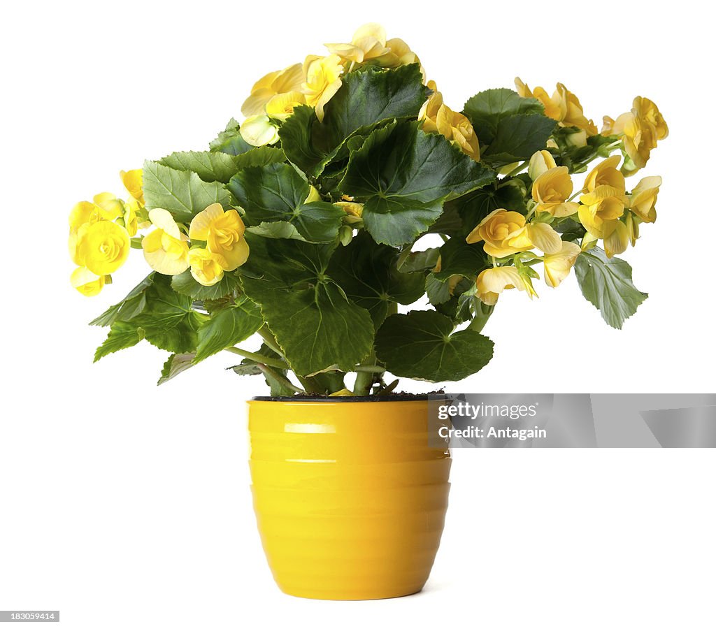 Yellow Begonia