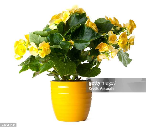 amarelo begónia - vaso de flor imagens e fotografias de stock