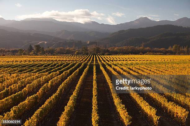 marlborough winery at sunset - grape vine stock pictures, royalty-free photos & images