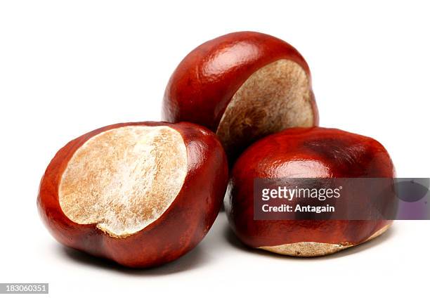 chestnuts - chestnut tree stock pictures, royalty-free photos & images
