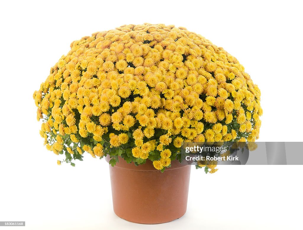 Crisantemo giallo in vaso-mamme