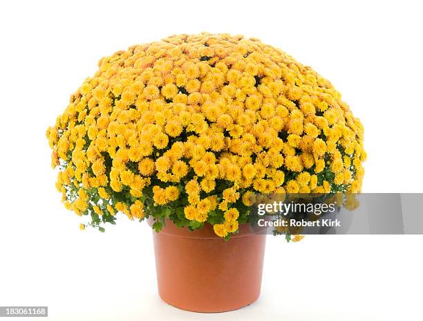 crisântemo amarelo vaso-gmu - vaso de flor imagens e fotografias de stock