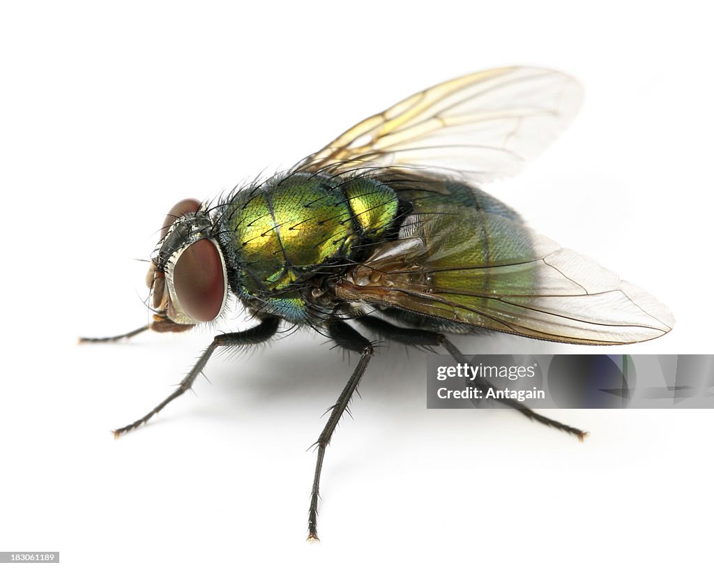 Fly (Estacione y Vuele)