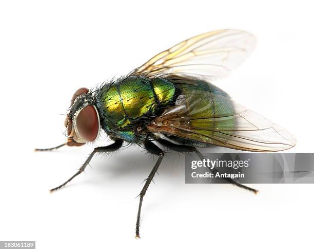 fly - insetto foto e immagini stock