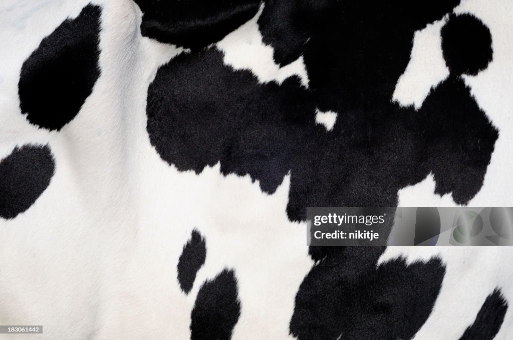 Cow background