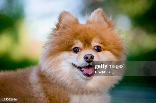 dog looking - pomeranian stockfoto's en -beelden