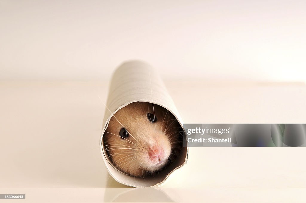 A white mouse hiding inside a paper roll