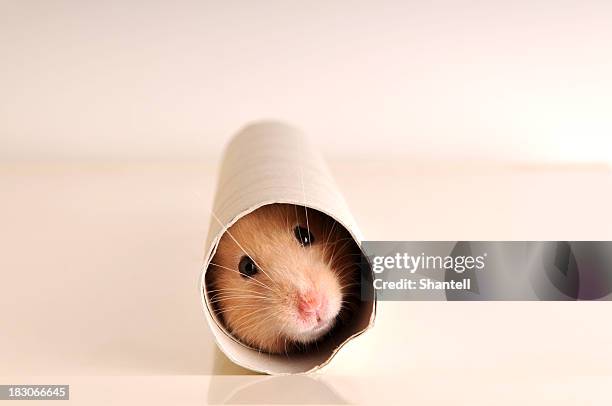 a white mouse hiding inside a paper roll - captive animals stock pictures, royalty-free photos & images