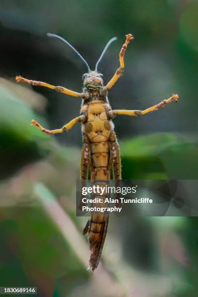 Locust Rager 5,924 Locust Insect Stock Photos, High-Res Pictures, and Images - Getty ...