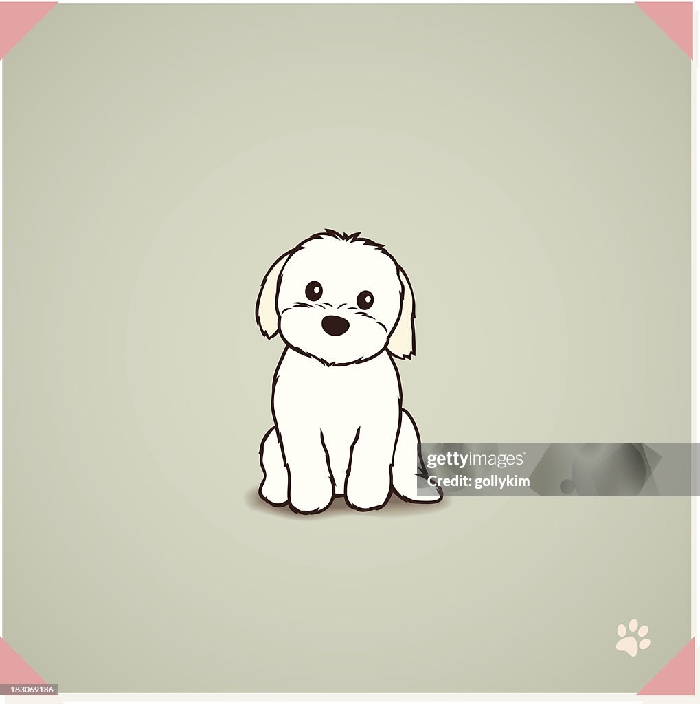 Shih Tzu Maltese Mix Puppy