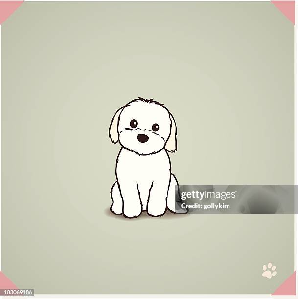 shih tzu maltese mix puppy - lap dog stock illustrations