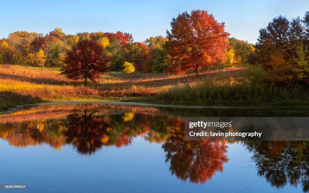 Trees reflection lake fall