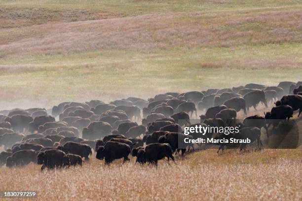 bison herd running across the great plains - estampida fotografías e imágenes de stock