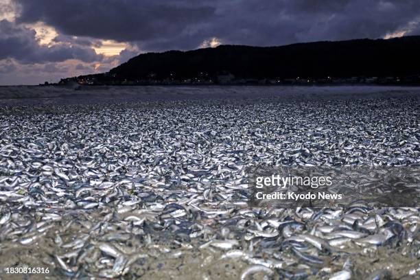 Large number of sardines and mackerel are washed up on a beach in Hakodate, northern Japan, on Dec. 7, 2023.
